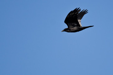 Black Common Raven Flying in a Blue Sky