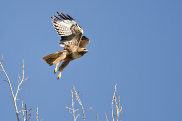 Red-Tailed Hawk Flying in a Blue Sky