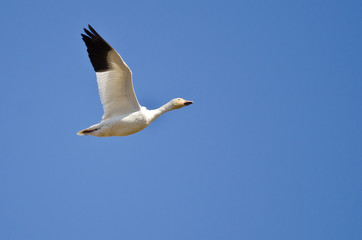 Fototapeta na wymiar Lone Snow Goose Flying in a Blue Sky