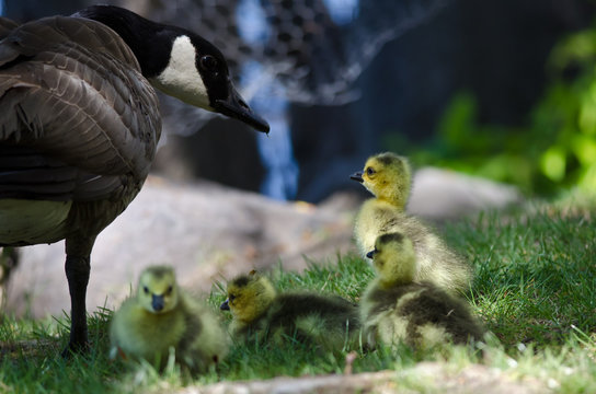 Newborn Goslings Staying Close to Mom
