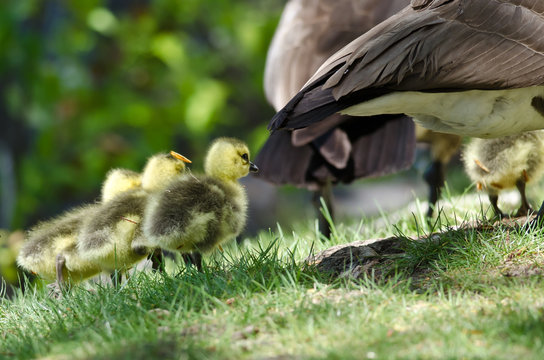 Newborn Goslings Chasing After Mom