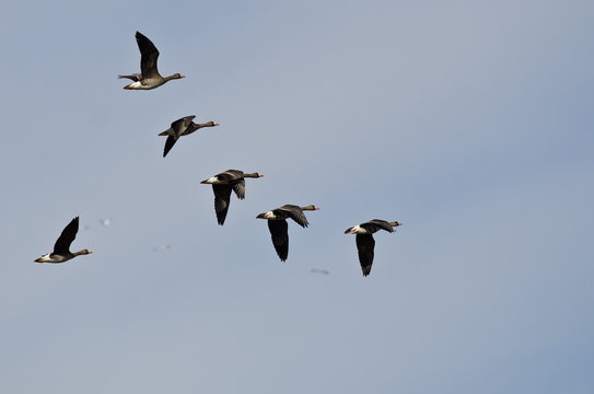 Flock of White-Fronted Geese Flying in a Cloudy Sky