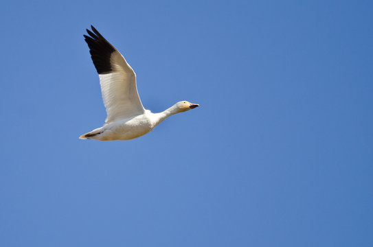 Lone Snow Goose Flying in a Blue Sky