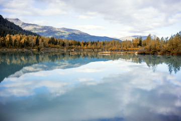 Autumn in Alaska - Aspen in Water Reflection
