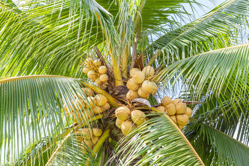 closeup of sweet coconut
