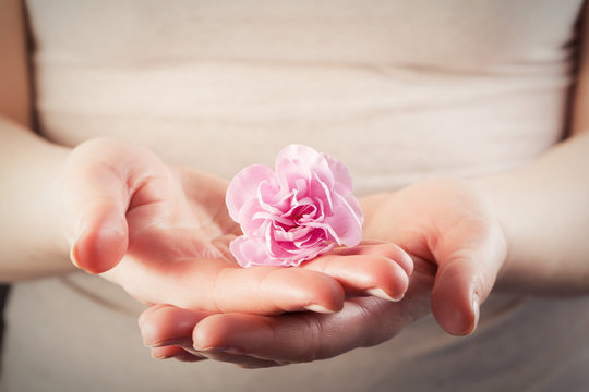 Pink soft flower in woman hands. Spa, protection, care.