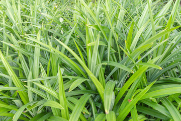 Closeup of Pandan leaf
