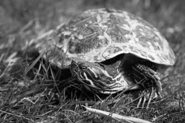 Turtle. The yellow-bellied slider (Trachemys scripta scripta).