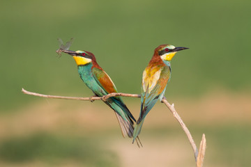Couple of European bee-eater (Merops apiaster)
