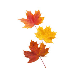 Naklejka na ściany i meble Autumn. golden leaves maple isolated.