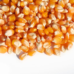 chicchi di mais giallo su sfondo bianco