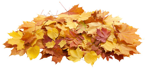 Autumn. golden leaves maple isolated.
