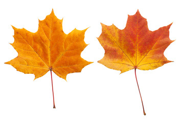 Autumn. golden leaves maple isolated.