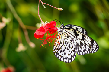 Fototapeta premium Pollen covered black and white butterfly on red flower