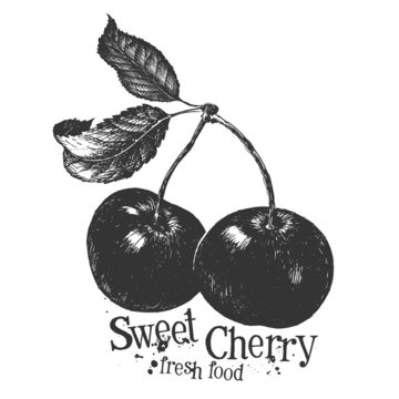 cherry on a white background. sketch