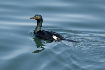 Pretty Pelagic Cormorant in Yaquina Bay in Newport, Oregon.