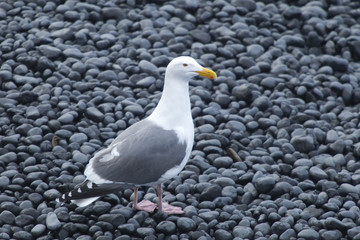 Seagull on rocky beach.