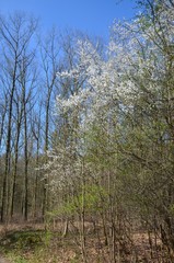 Frühlingserwachen im Wald