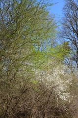 Bäume werden grün - Baumblüte