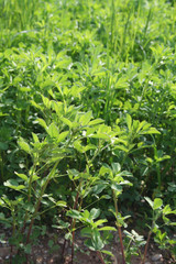 erba medica illuminata dal sole_ campagna