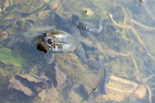 Frosch im Wasser