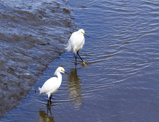 Two Egrets Standing in Water in Wetlands