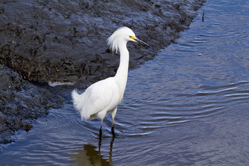 Snowy Egret in Wetlands