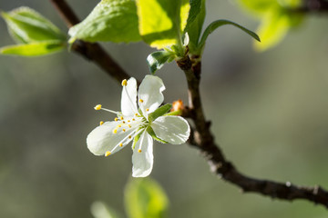 Zwetschgenblüte