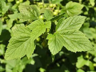 Leaves of currant