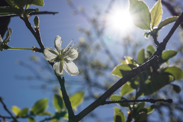 Zwetschgenblüte