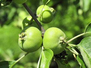 Green apples