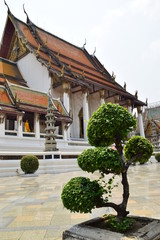 Bonsaibaum im Wat Suthat