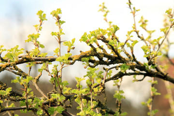 Red currant bush. Sign of spring. Ecological home garden. Organic farming