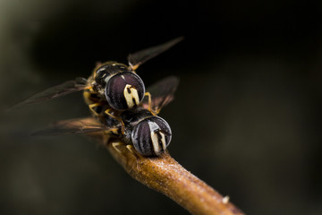 2 flower flies