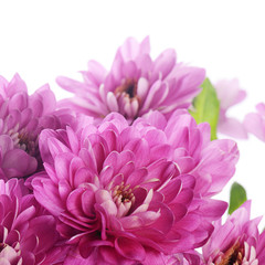 Flower pink chrysanthemums on a white background