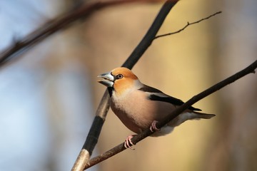 Grosbeak (Coccothraustes coccothrautes) on a twig