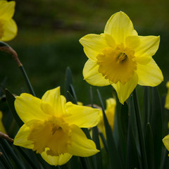 Fototapeta premium daffodil