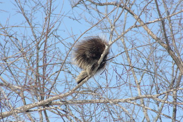 Porcupine (North American) in Tree