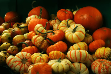 A pile of various pumpkins bright autumn still life
