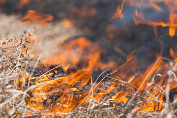 burning dry grass close up
