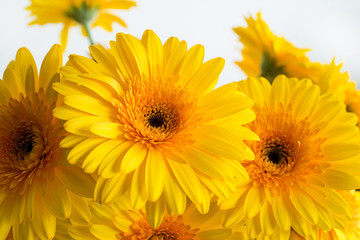Fototapeta premium Yellow gerbera flowers