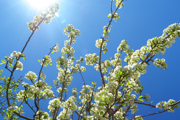 Pero in fiore