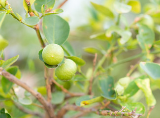 Fresh green lemons with leaves on tree