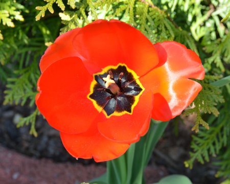 Rote Tulpe weit ge&ouml;ffnet im Pflanzstein