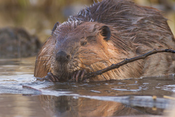 beaver