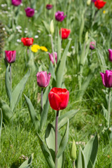 Tulips