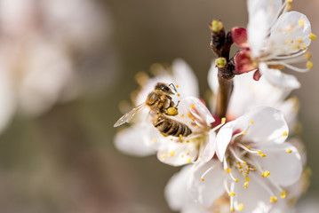 Peach blossoms with a bee