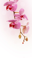 Branch with flowers of an orchid Phalaenopsis.