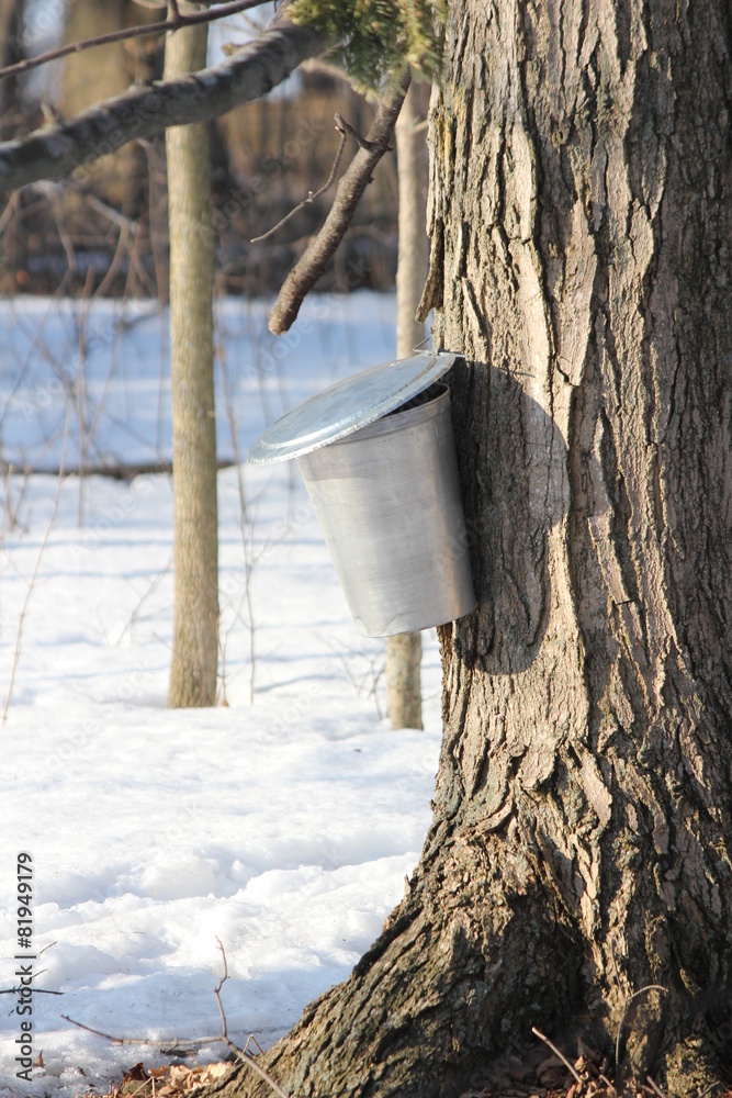Poster sap bucket on maple tree