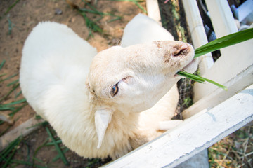white sheep in the farm